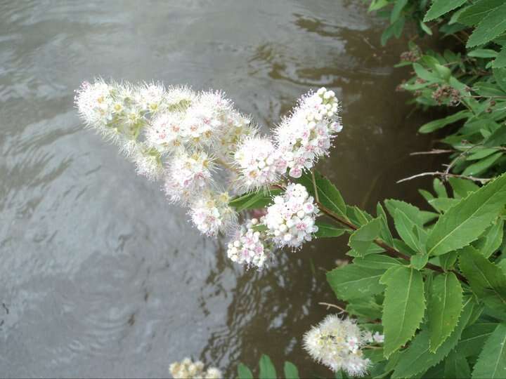 Imagem de Spiraea alba Du Roi