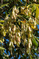 Слика од Fraxinus latifolia Benth.