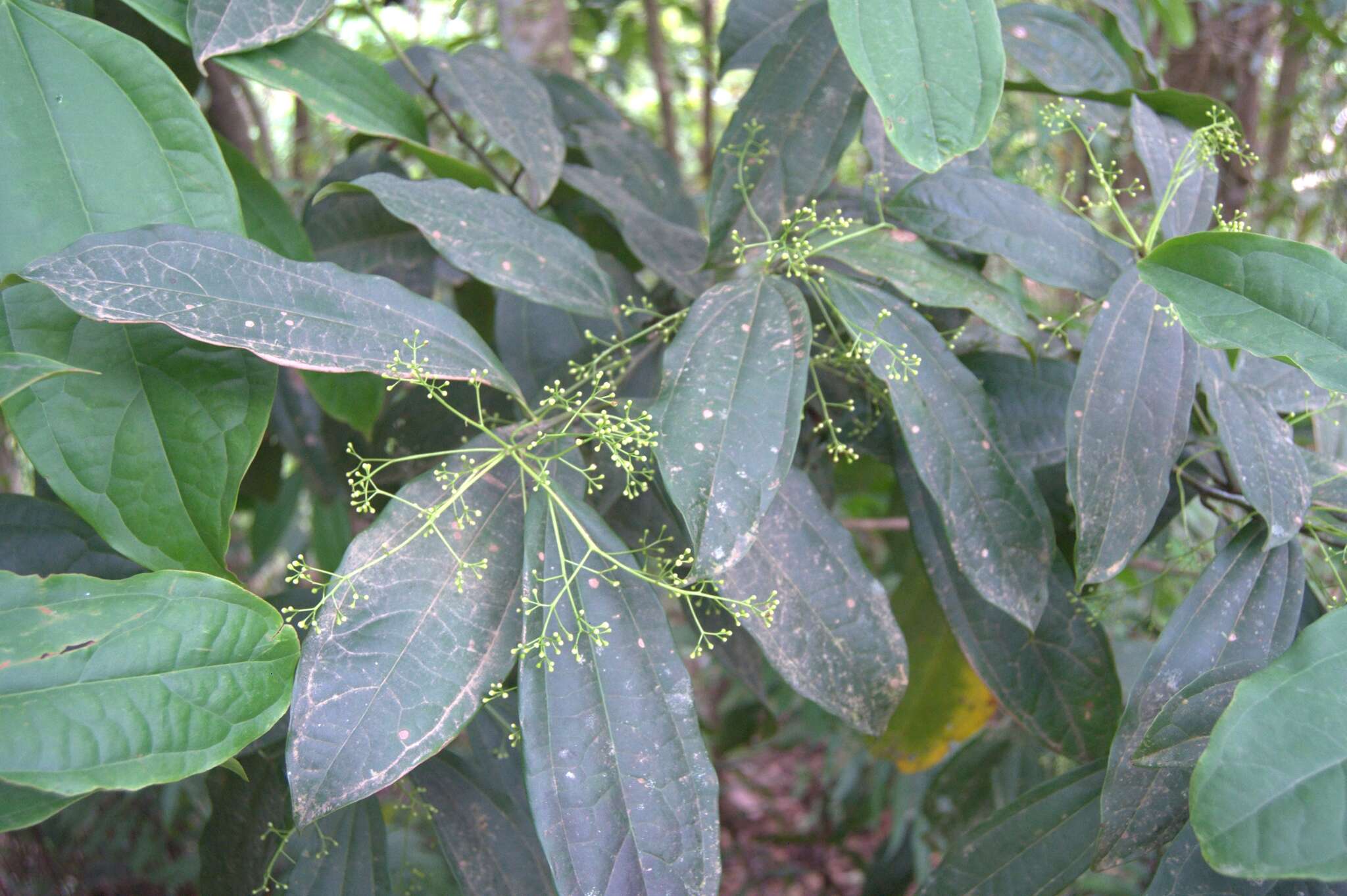 Image of Aiouea neurophylla (Mez & Pittier) R. Rohde