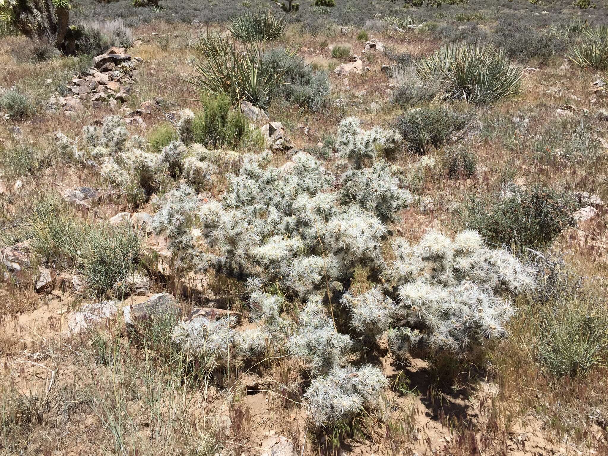 Слика од Cylindropuntia multigeniculata (Clokey) Backeb.