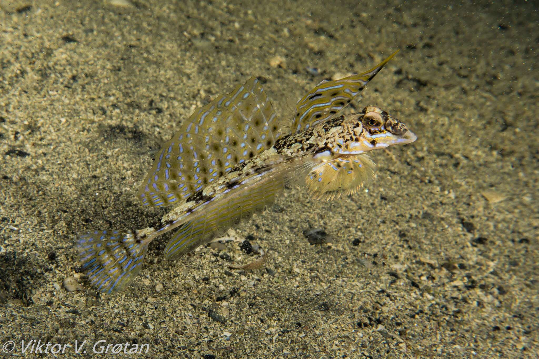 Imagem de Callionymus reticulatus Valenciennes 1837