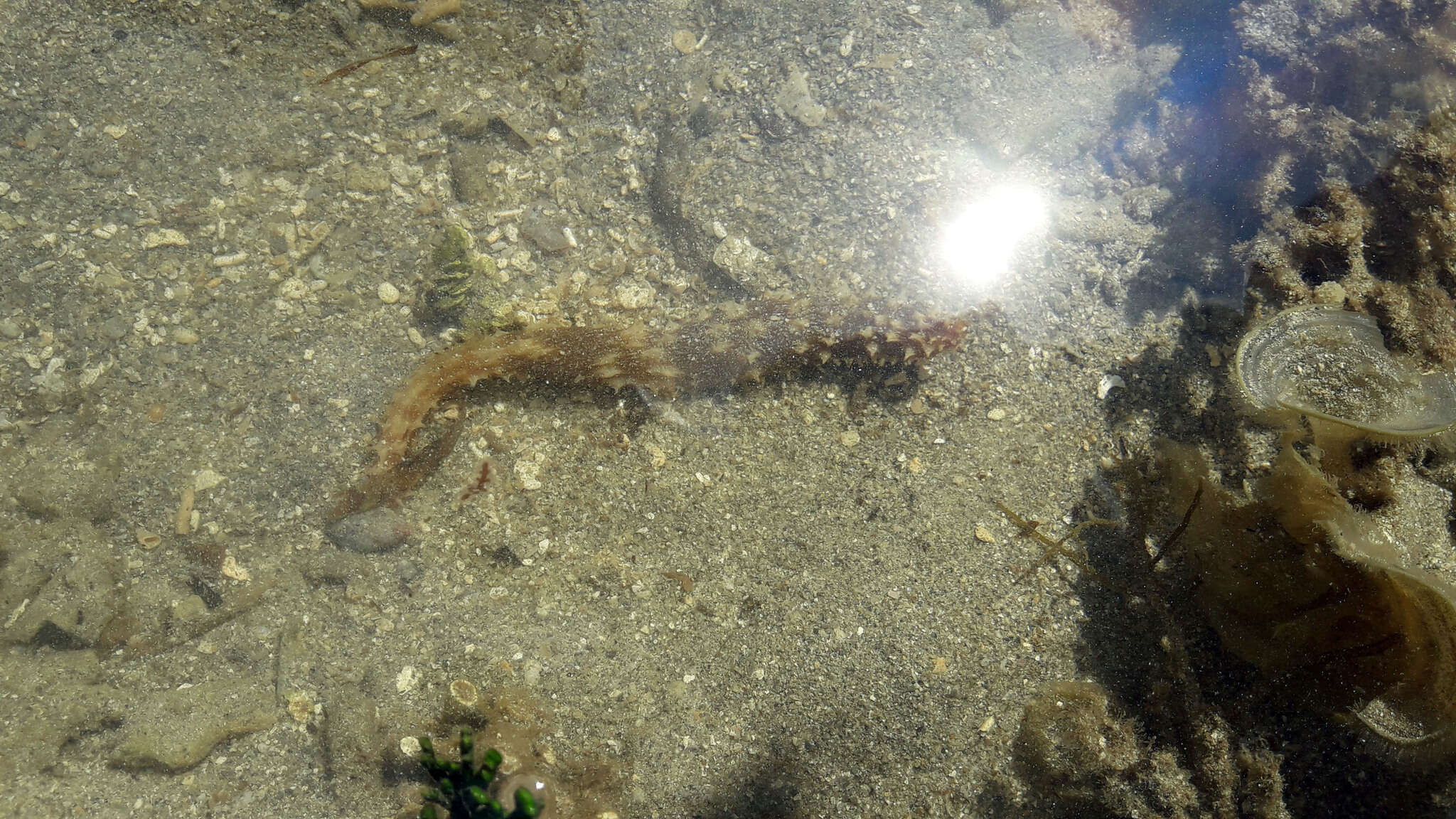 Image of Sand sifting sea cucumber