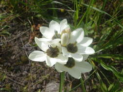 Image of Ixia abbreviata Houtt.