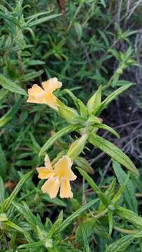 Image of southern bush monkeyflower