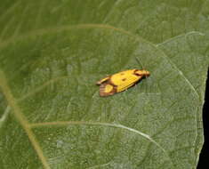 Image of Sulfur knapweed root moth