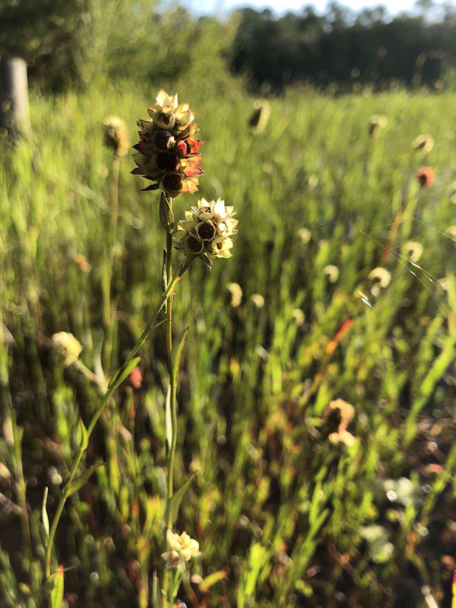 Image of Shrubby Primrose-Willow