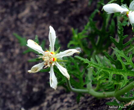 Image of Blumenbachia insignis Schrad.