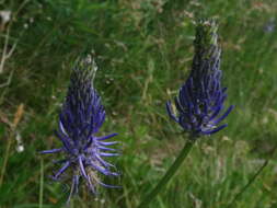 Image of Phyteuma persicifolium Hoppe