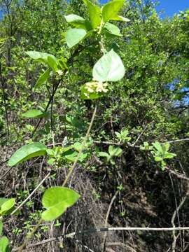 صورة Marsdenia coulteri Hemsl.