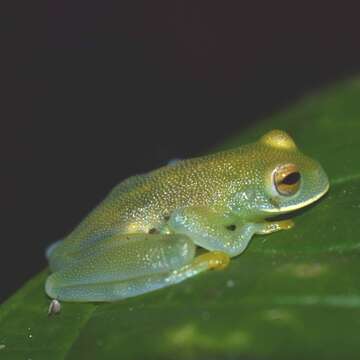 صورة Cochranella granulosa (Taylor 1949)