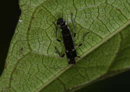 Image of <i>Ichthyurus nigripennis</i> Pic 1913