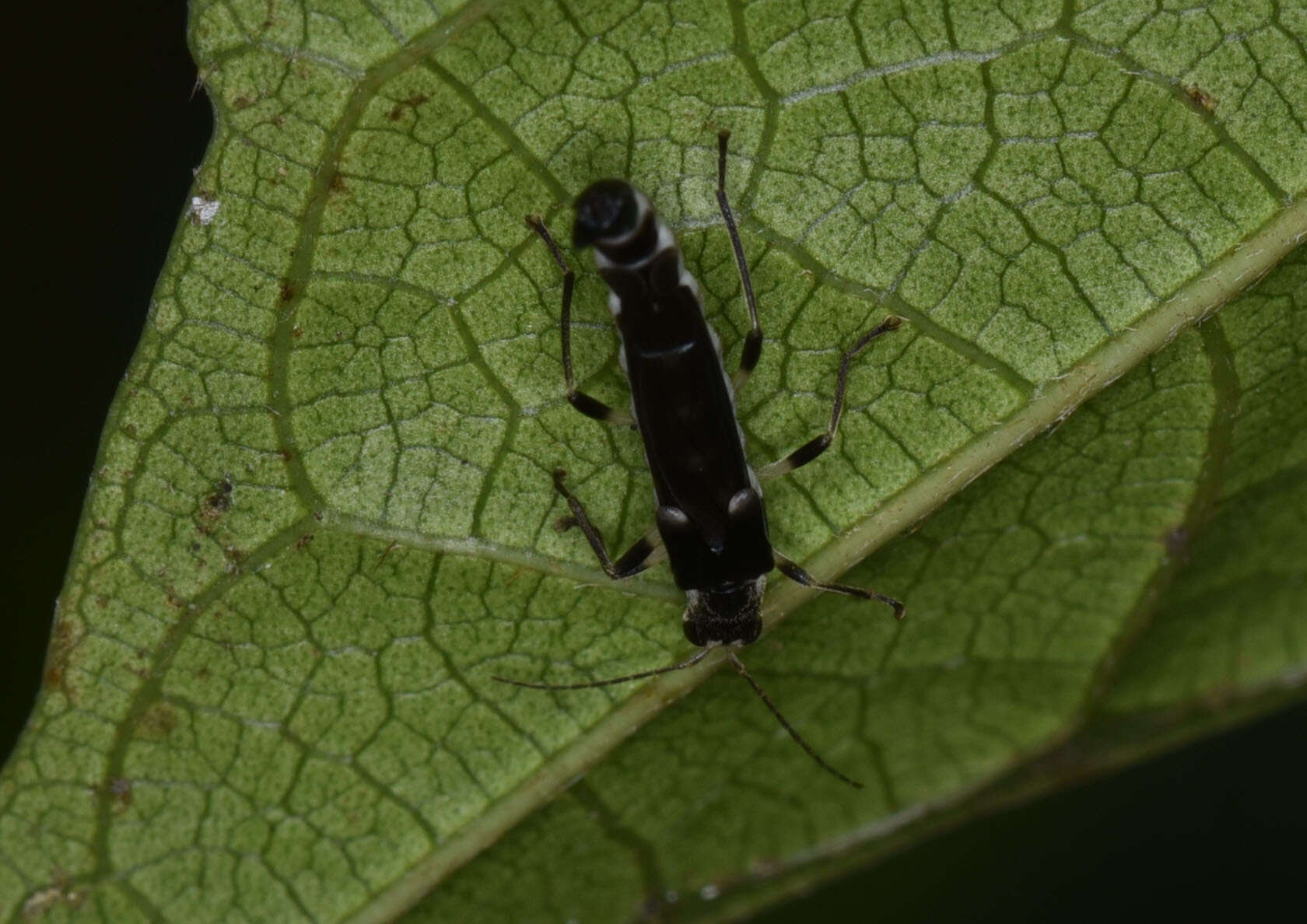 Image of <i>Ichthyurus nigripennis</i> Pic 1913