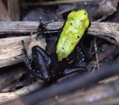 Image of Arboreal Mantella