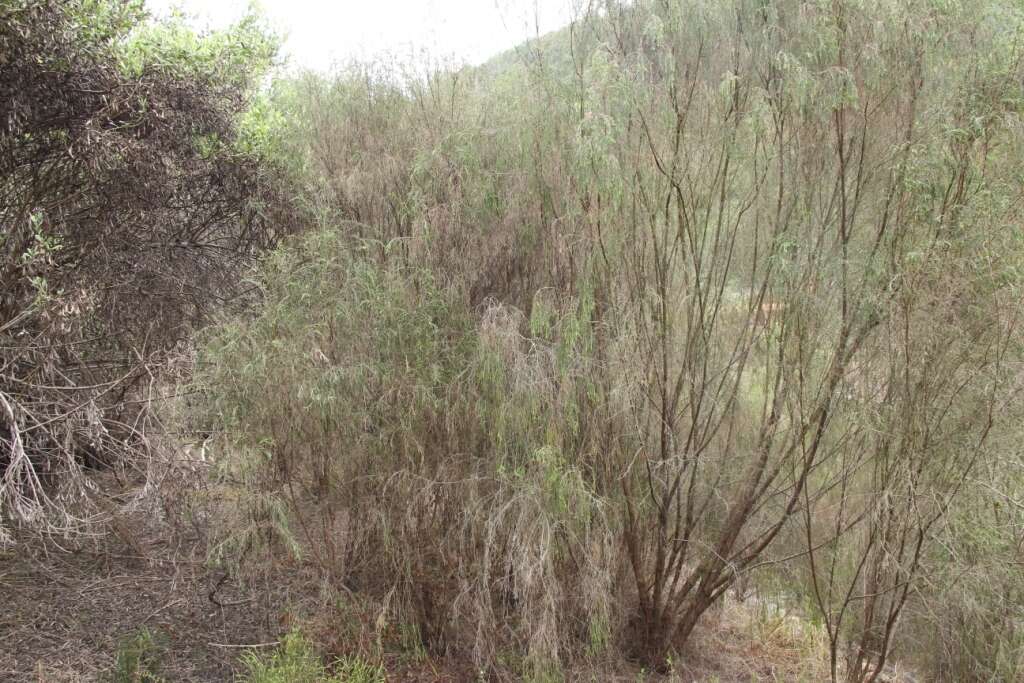 Image of Passerina falcifolia C. H. Wright