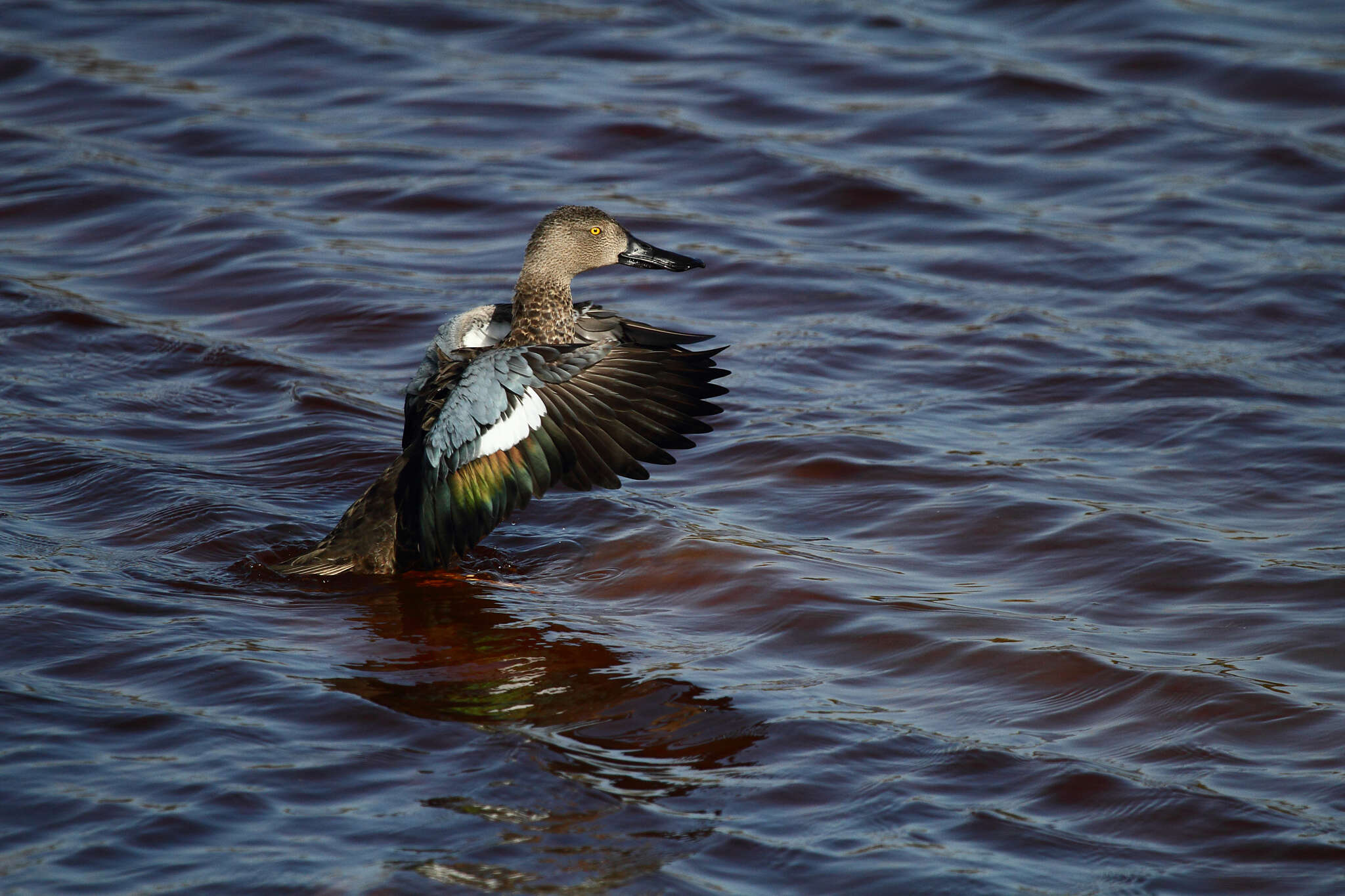 Image of Cape Shoveler