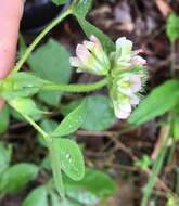 Image of buffalo clover