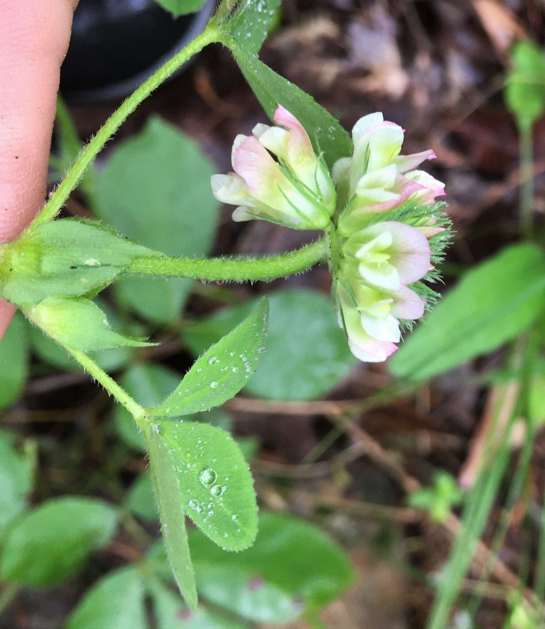 Sivun Trifolium reflexum L. kuva