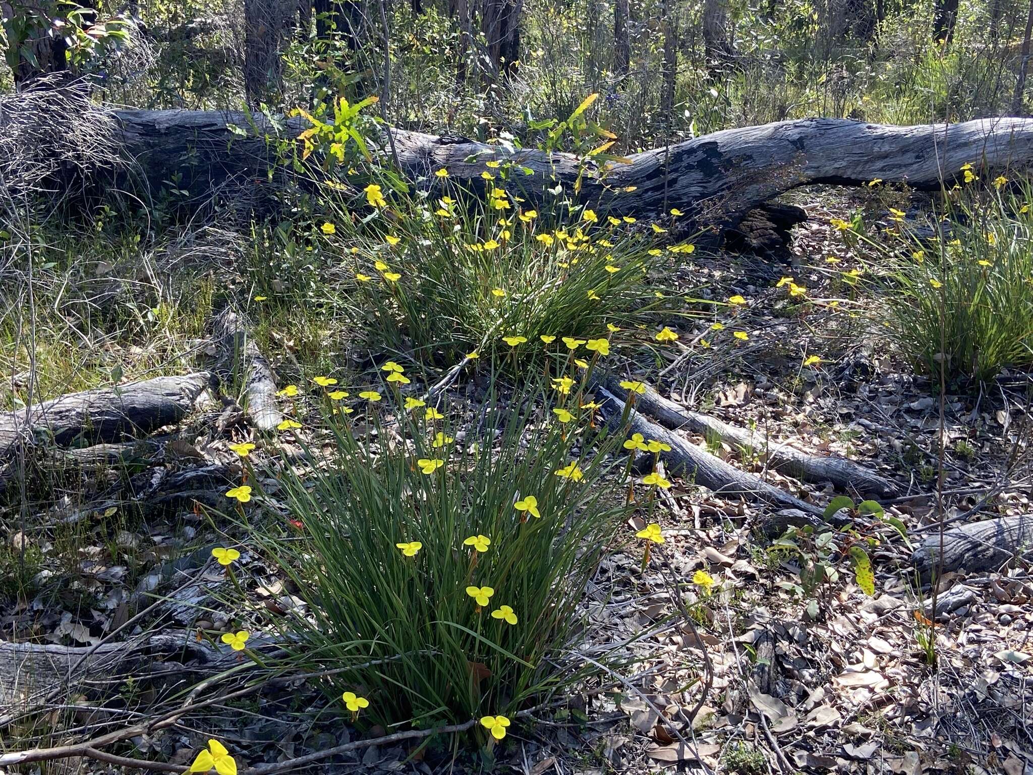 Image of Patersonia umbrosa Endl.