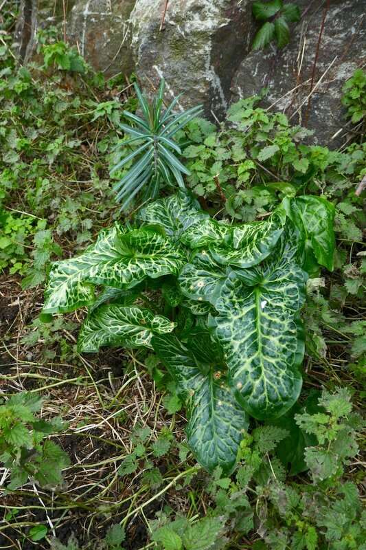 صورة Arum italicum subsp. neglectum (F. Towns.) Prime