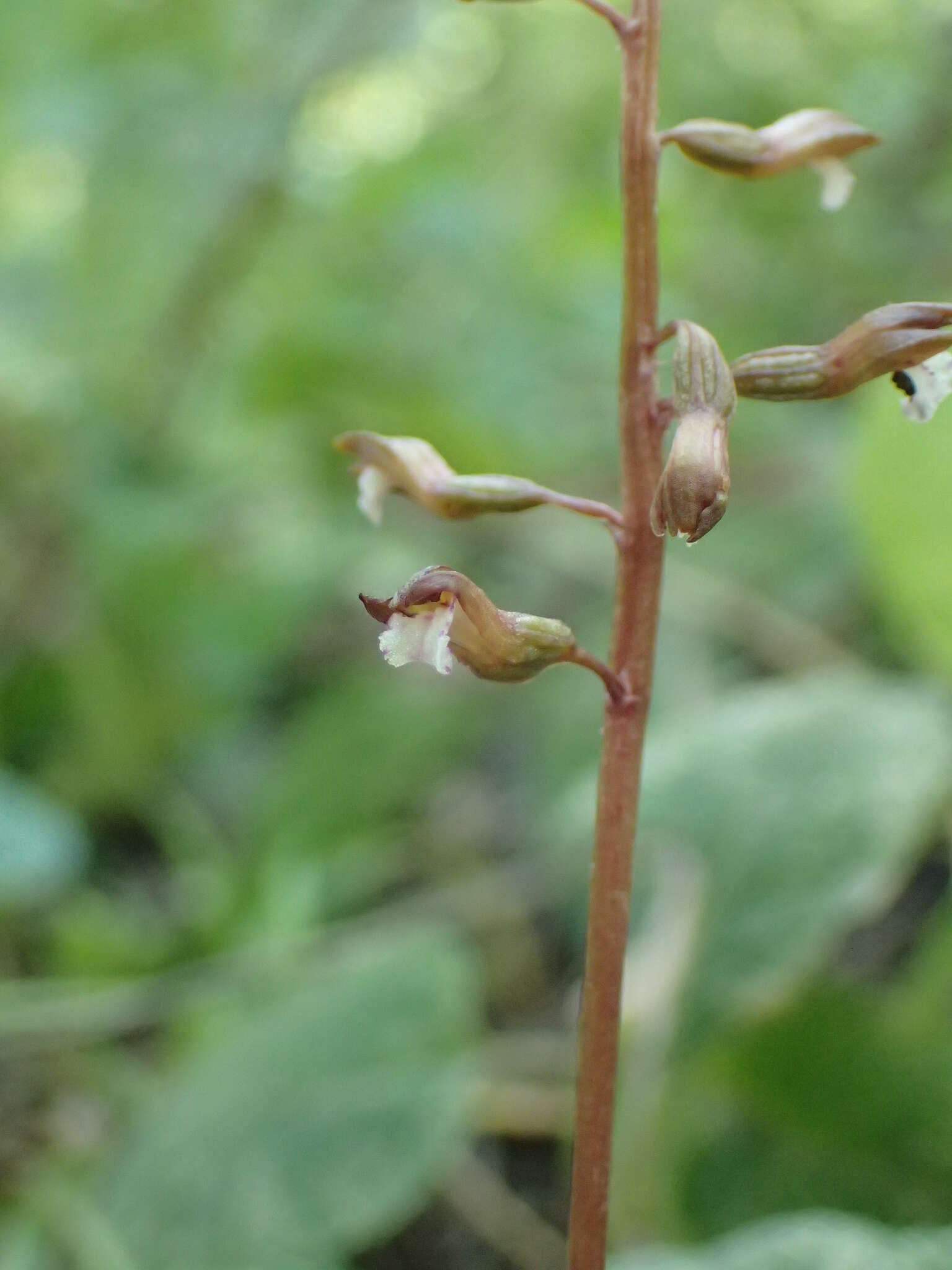 Слика од Corallorhiza odontorhiza (Willd.) Nutt.