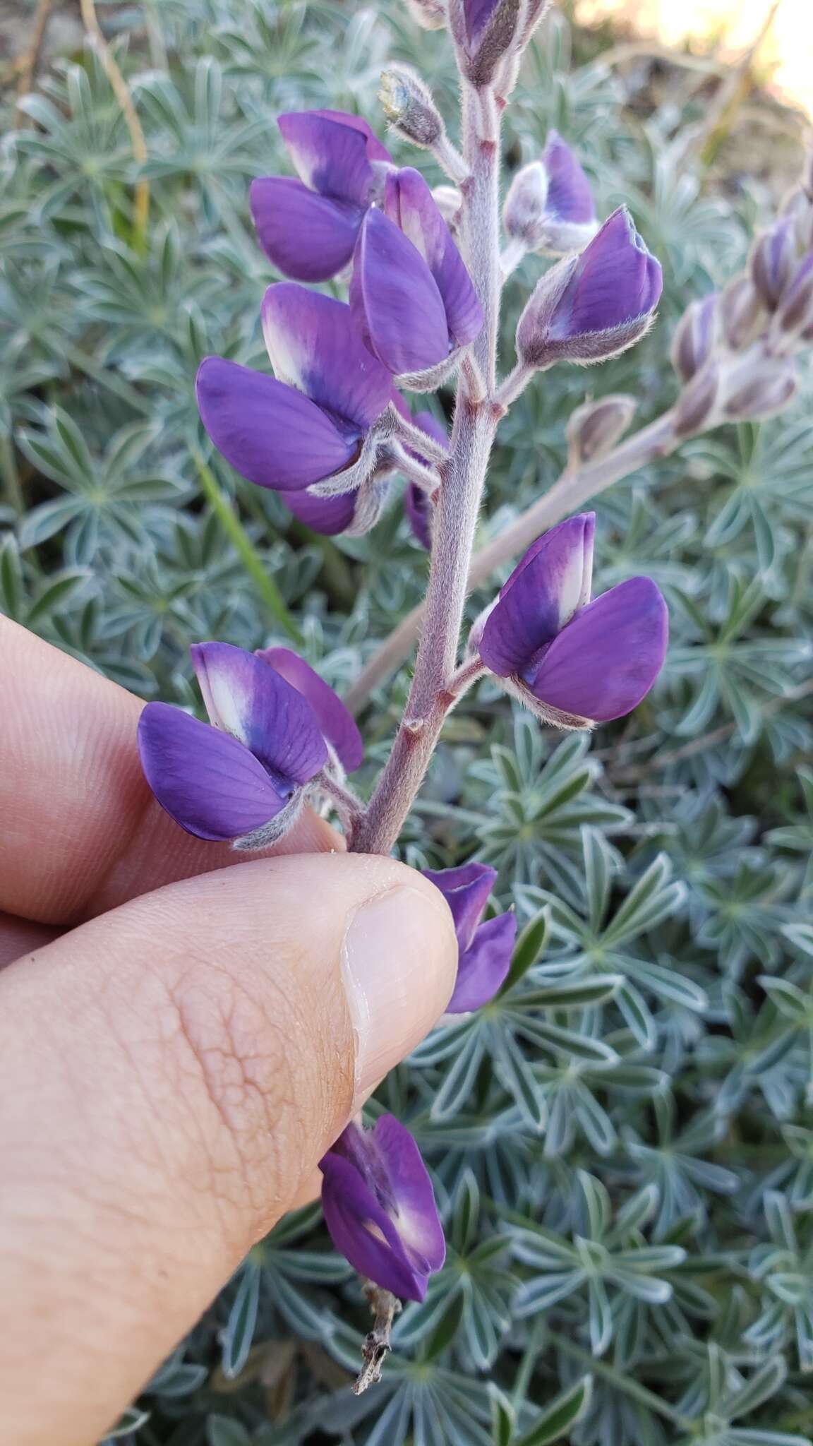 Image of silver lupine