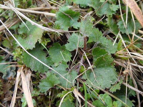 Image of Gunnera monoica Raoul