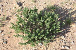 Image of Lithospermum cinereum DC.