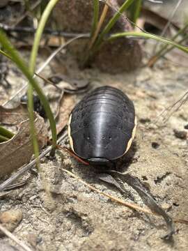 Слика од Polyzosteria limbata Burmeister 1838