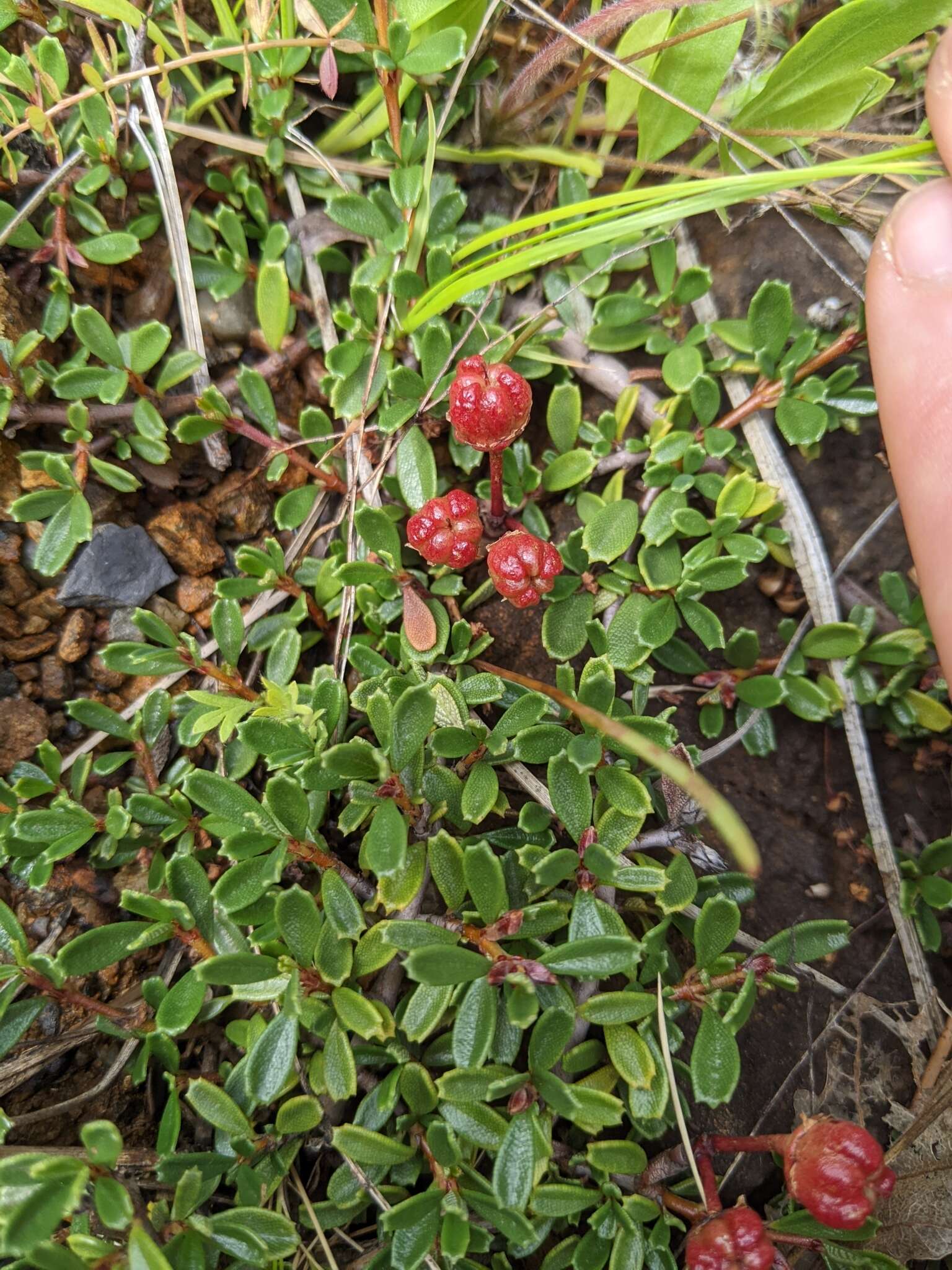 Image of dwarf ceanothus