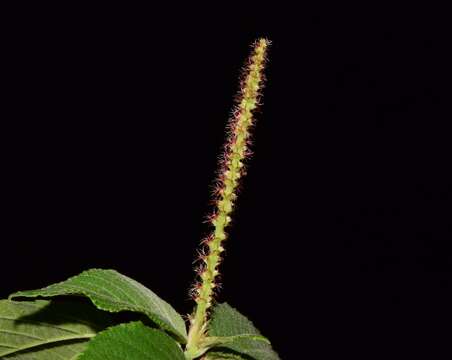 Image de Acalypha cincta Müll. Arg.