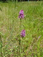 صورة Anacamptis pyramidalis (L.) Rich.