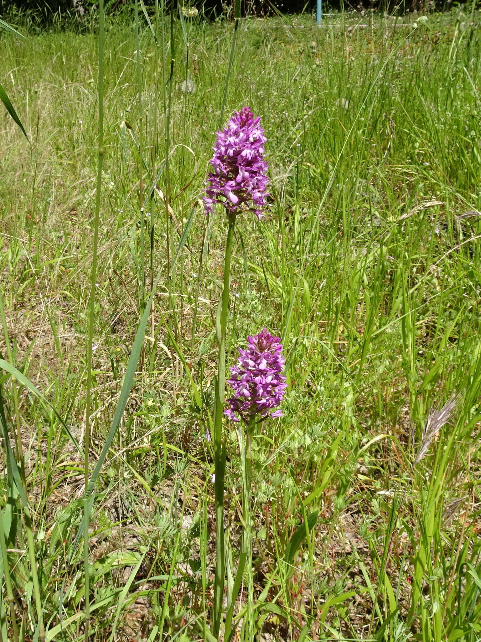 صورة Anacamptis pyramidalis (L.) Rich.