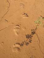 Image of East Siberian brown bear