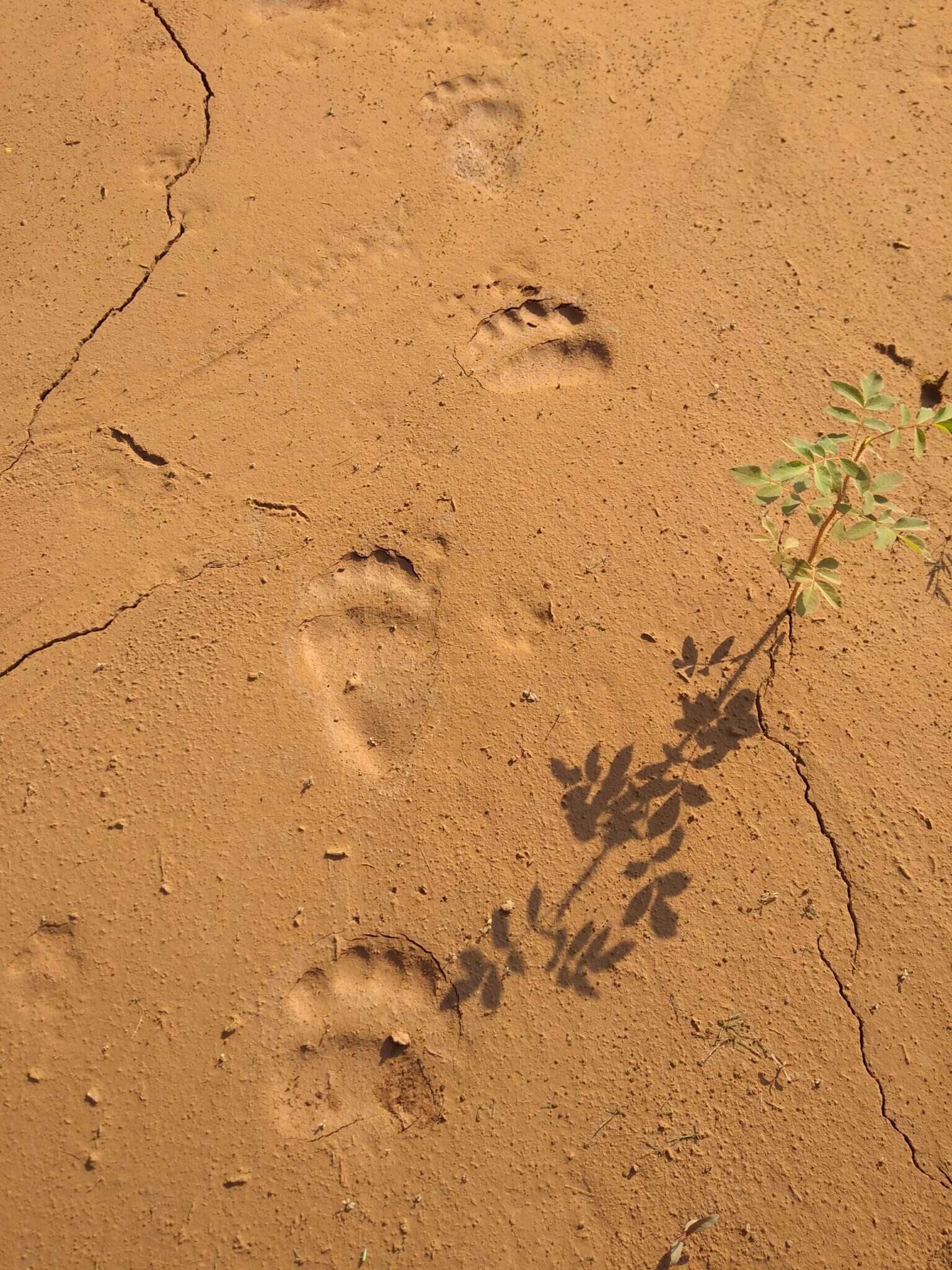 Image of East Siberian brown bear