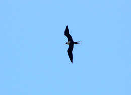 Image of Lesser Frigatebird