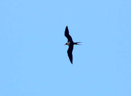 Image of Lesser Frigatebird