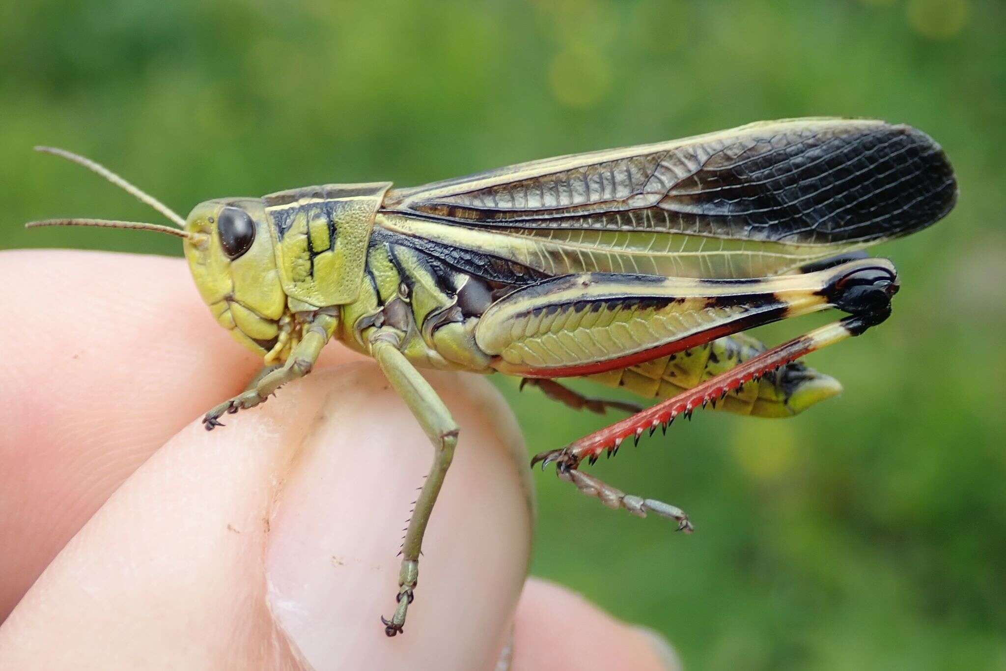 Image of Arcyptera (Arcyptera) fusca (Pallas 1773)