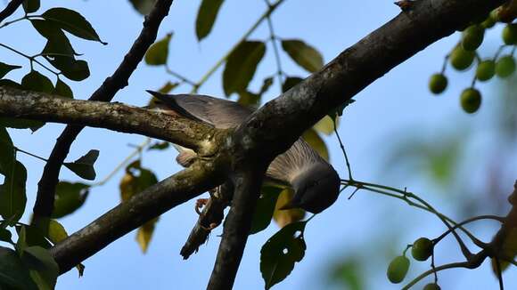 Image of Chestnut-tailed Starling