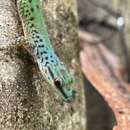 Plancia ëd Phelsuma guttata Kaudern 1922