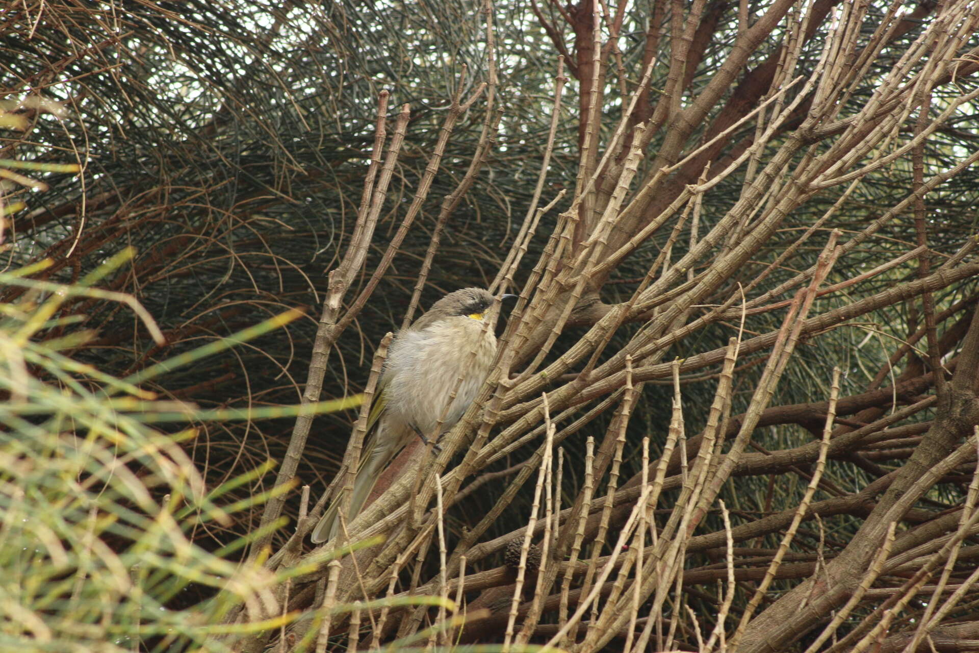 Image of Band-faced Honeyeaters