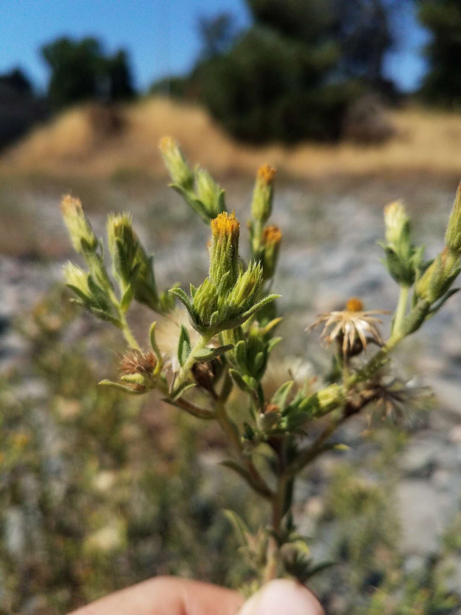 Image of Oregon false goldenaster