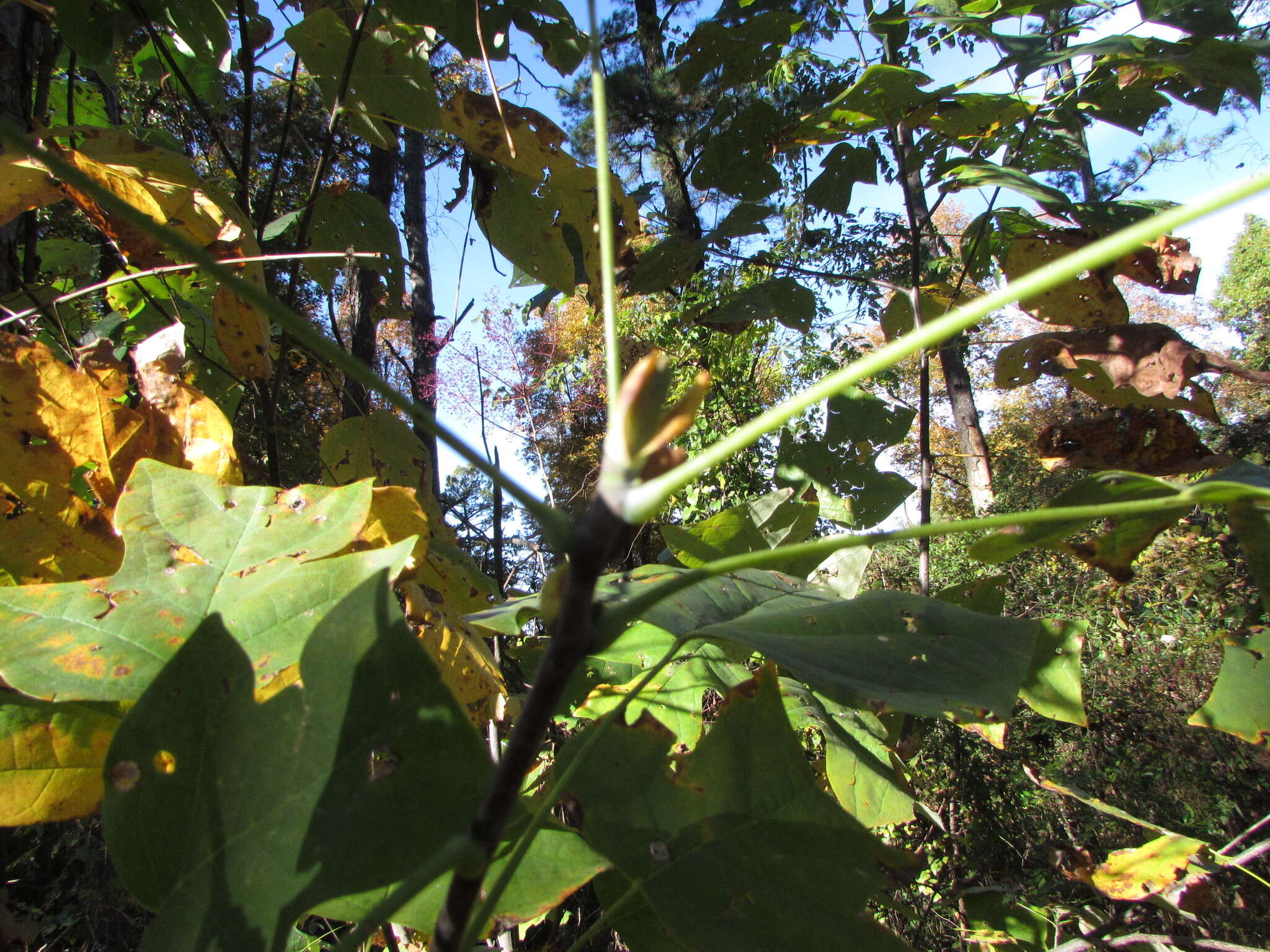 Image of Tulip Trees