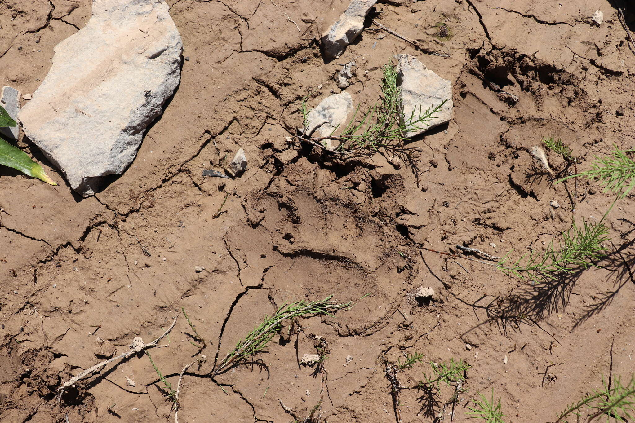 Image of Himalayan brown bear