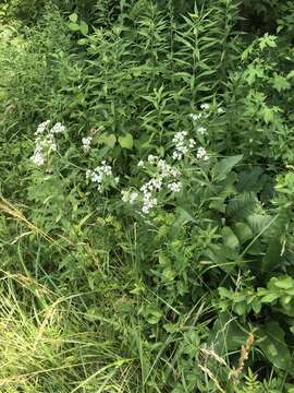 Image of <i>Parthenium <i>integrifolium</i></i> var. integrifolium