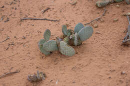 Image of Golden Prickly-pear