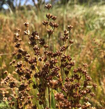 Слика од Juncus oxycarpus E. Meyer ex Kunth