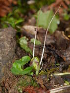 Image of Zeller's spider orchid