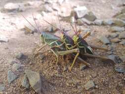 Plancia ëd Staleochlora arcuata iguazuensis Roberts, H. R. & Carbonell 1992