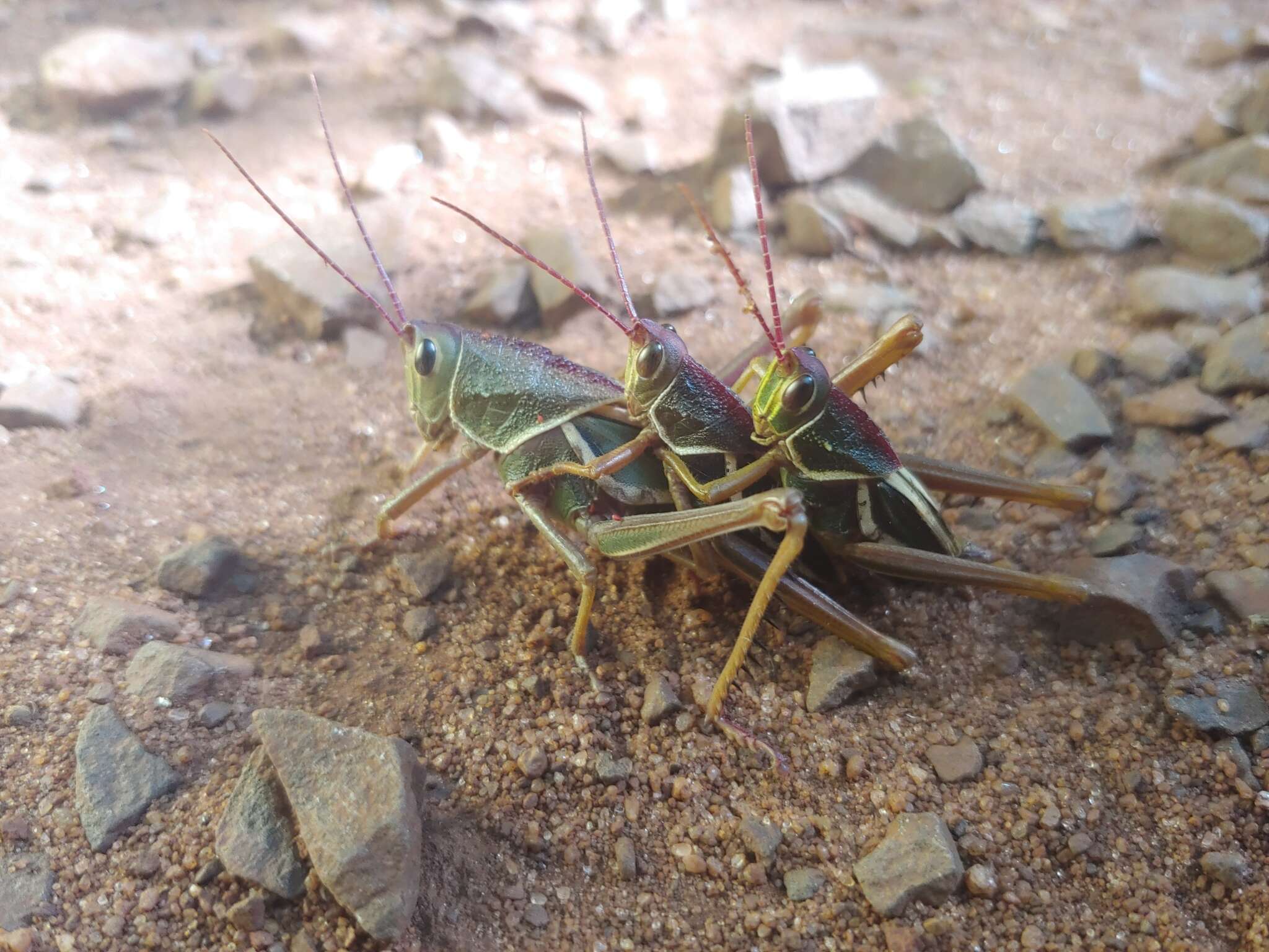 Plancia ëd Staleochlora arcuata iguazuensis Roberts, H. R. & Carbonell 1992