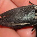 صورة Sternocera orissa bertolonii Thomson 1878